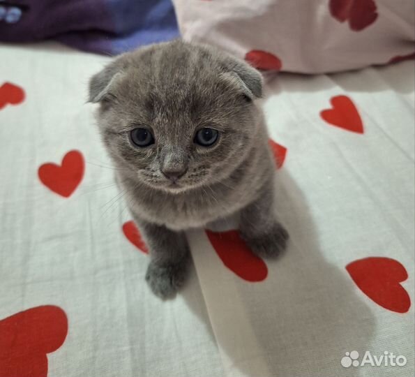 Шотландская