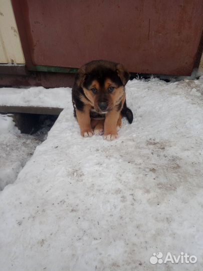 Немецкая овчарка щенок мальчик помесь