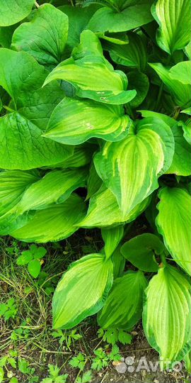 Хоста. Куст