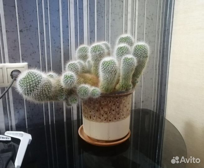 Кактус взрослый