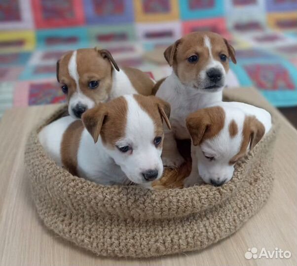 Щенки Джек Рассел девочка