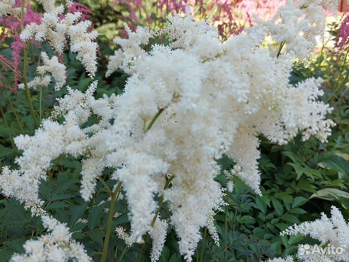 Астильба красная, махровая и др