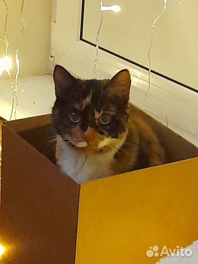 Отдам кошку в хорошие руки
