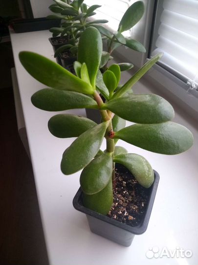 Толстянка. Денежное дерево. Крассула