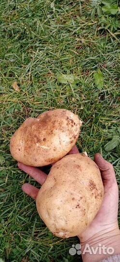 Сортовой картофель на посадку