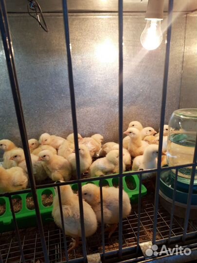 Гусята, бройлерные цыплята, индюшата