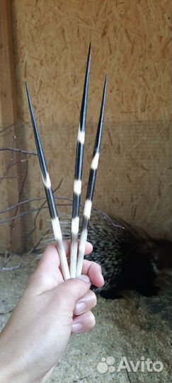 Иглы дикобраза