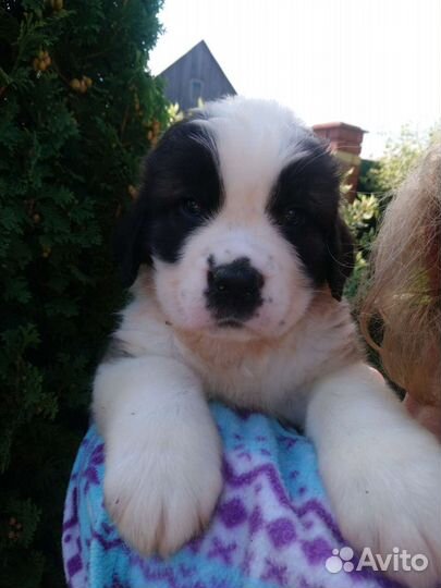 Щенки сенбернара