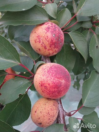 Плодовые деревья