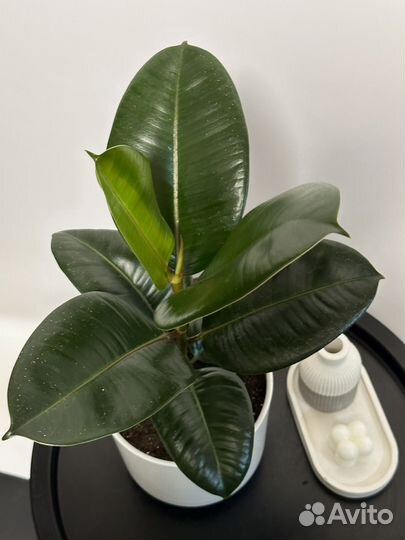 Фикус Эластика Робуста с кашпо