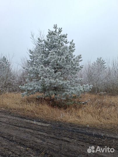 Крымская сосна