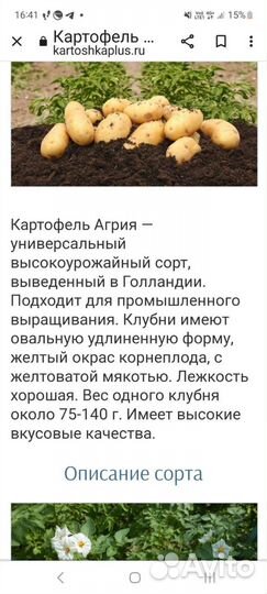 Картофель, сорт Агрия