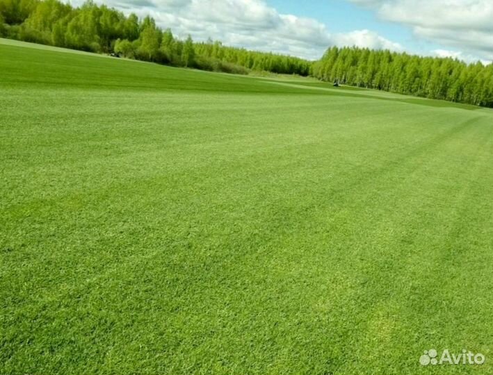 Рулонный газон