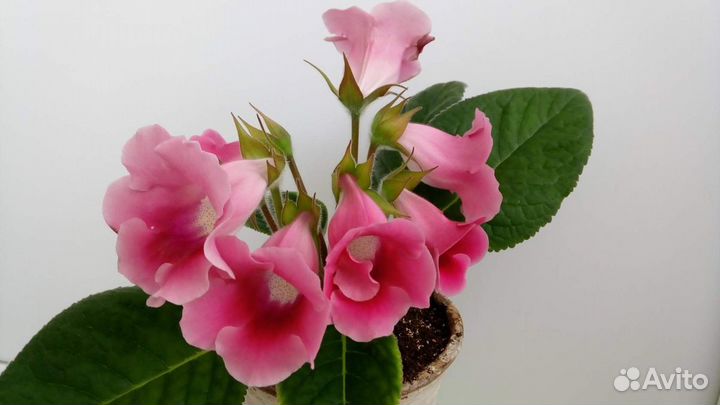 Глоксиния тидея розовая, детка