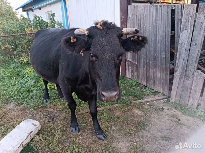 Стельная молочная корова