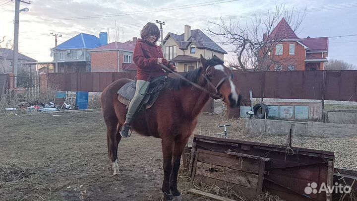Продам лошадь