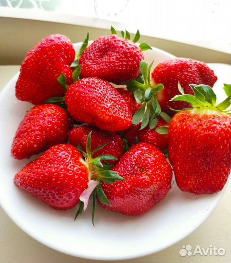 Клубника свежая