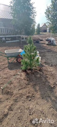 Кедр сибирский