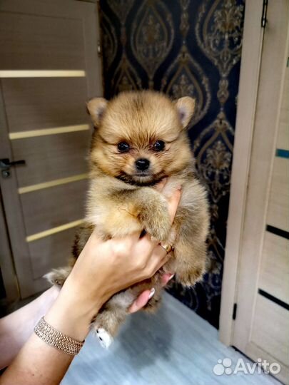 Щенки шпица