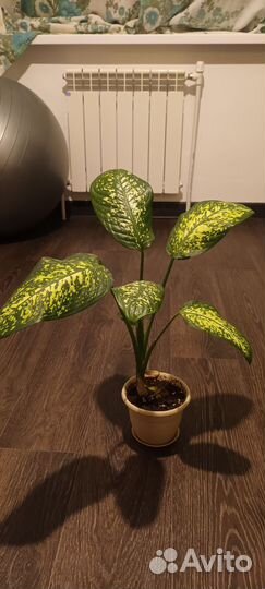 Диффенбахия