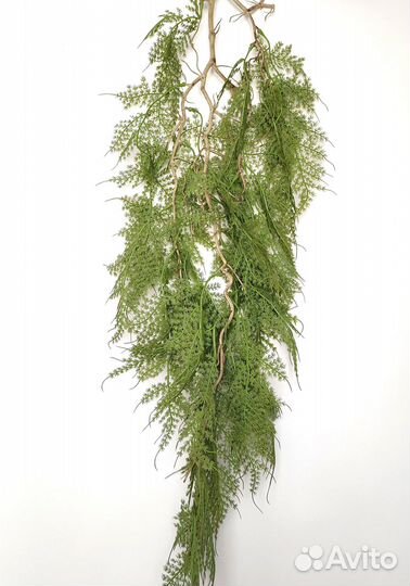 Растения для стен спаржа опт