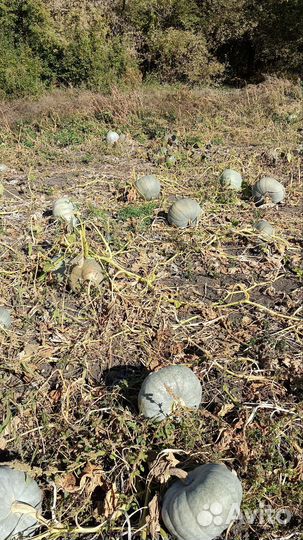 Тыква сладкая