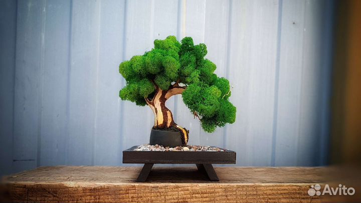Интерьерное Бонсай.Стабилизированный мох.Эко декор
