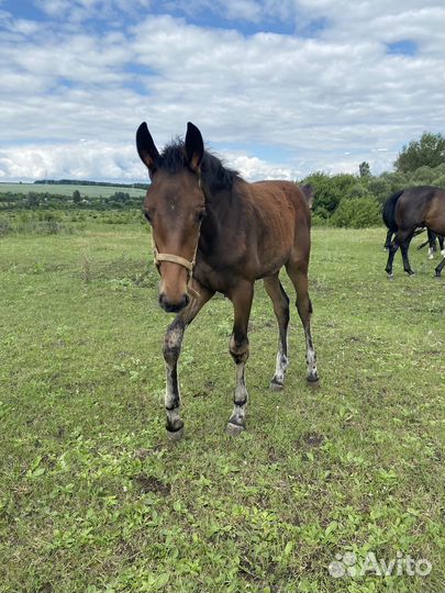 Лошадь Жеребчик