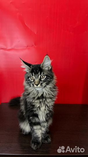 Мейн-кун котёнок