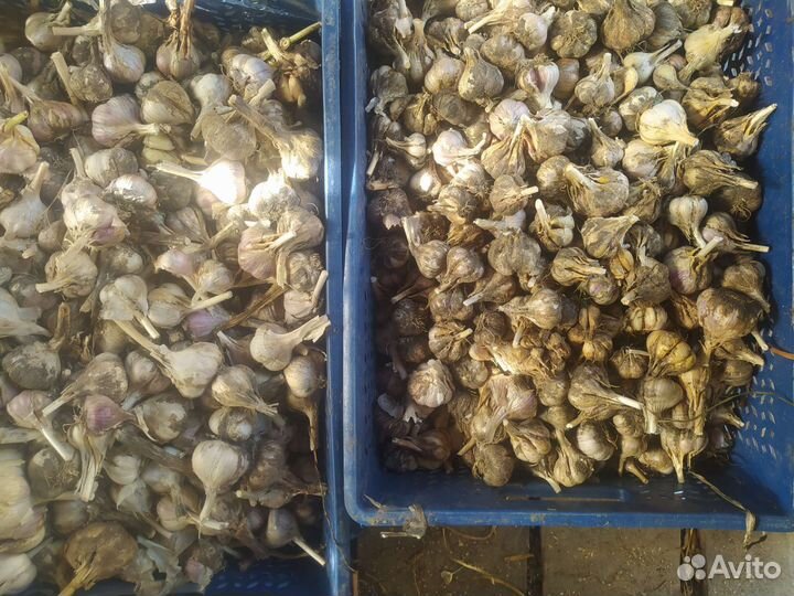 Чеснок Любаша