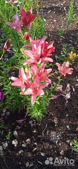 Многолетние цветы