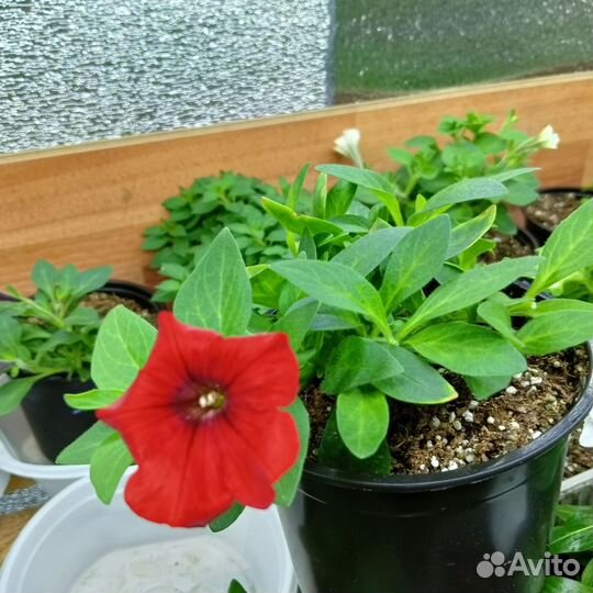 Укоренённые черенки