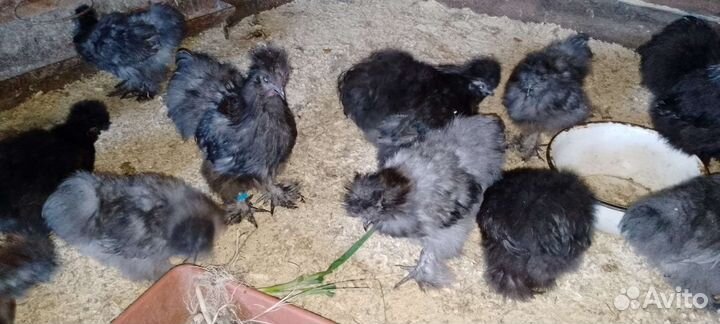 Китайские шелковые петушки