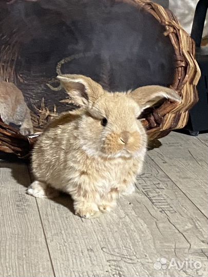 Карликовые кролики