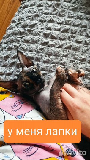 Канадская кошечка