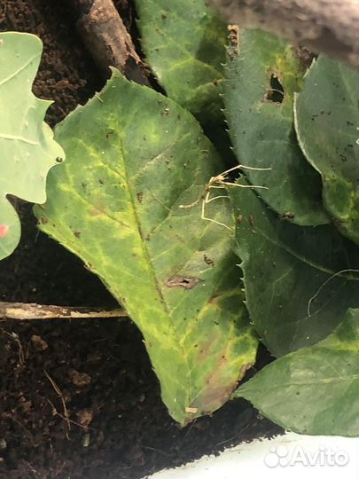 Палочник аннамский