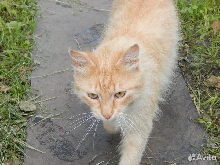 Светло-рыжий кот