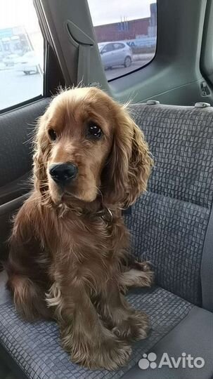 Английский кокер спаниель (вязка)