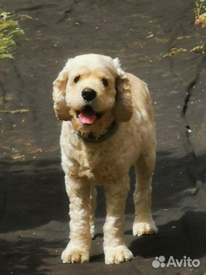 Вязка американский кокер спаниель