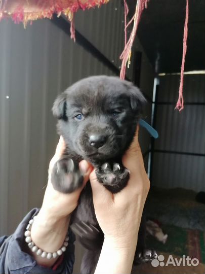 Щенки лабрадора