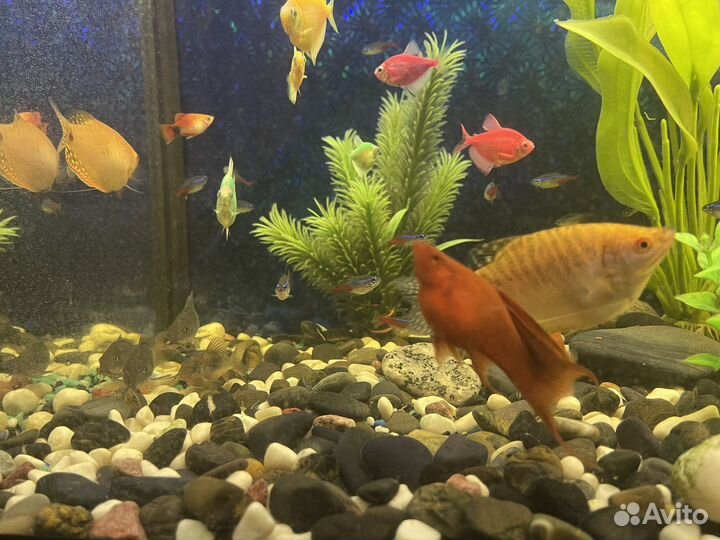 Аквариум на 120 литров. Полный комплект с рыбами