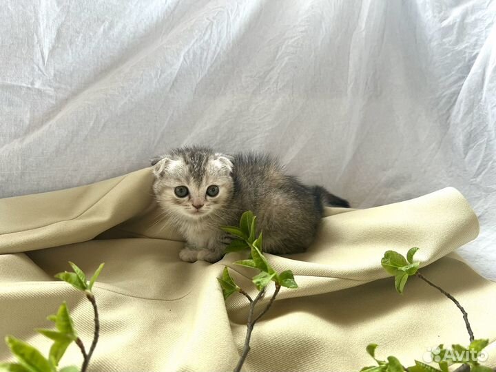 Шотландский котенок девочка