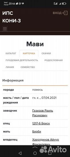 Полукровная кобыла