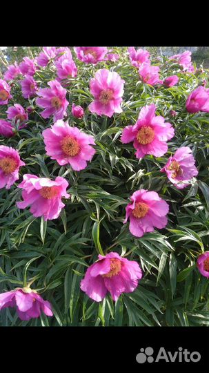 Марьин корень