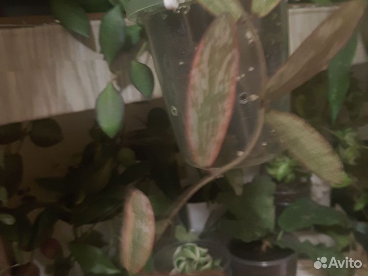 Хойи,цена разная