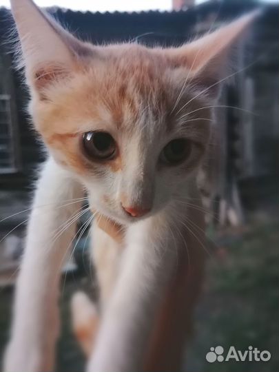 Отдам котяток в добрые руки