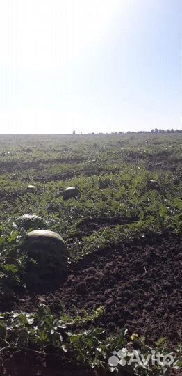 Арбузы каристан