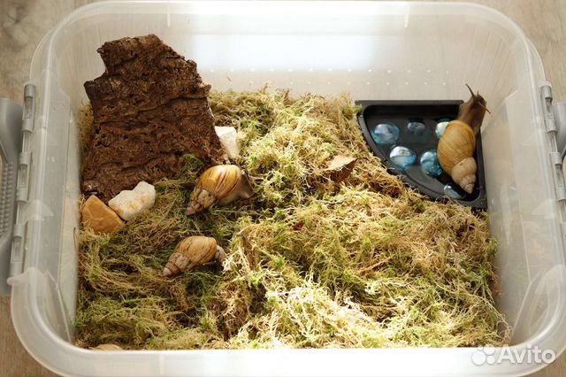 Ахатина занзибарика Сьерра + террариумы