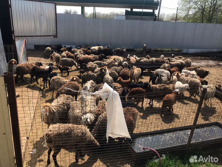 Овцы бараны ягнята