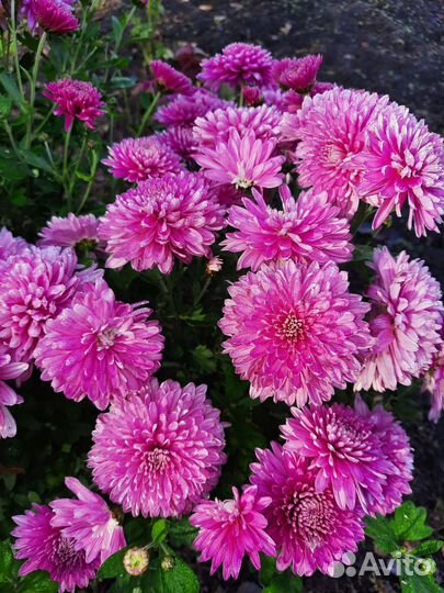 Хризантема